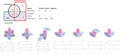 Genome Wide Identification of Orthologous ZIP Genes Associated with Zinc and Iron Translocation in Setaria italica